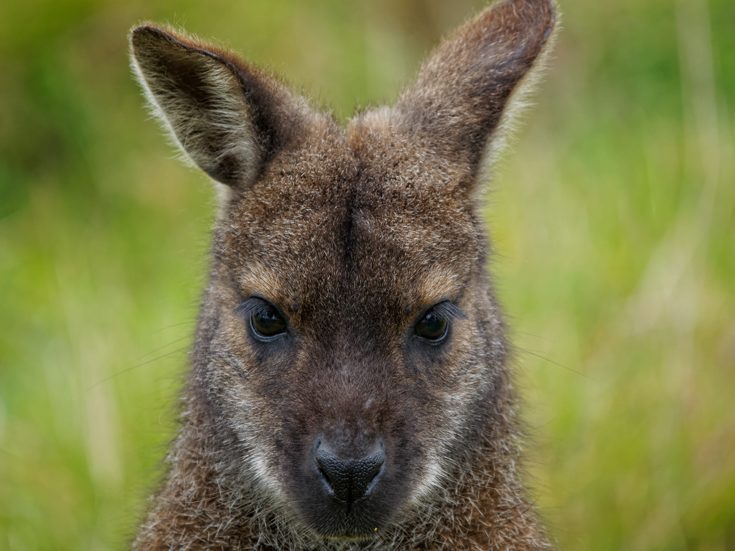 Portrait of a Wallaby